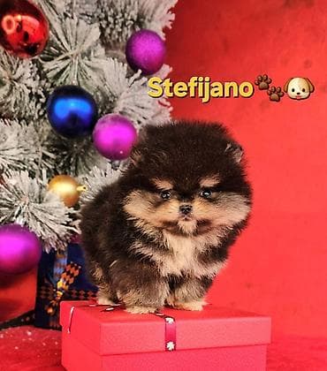 Sweatpants: Pomeranac Boo. NOVO! Ekskluzivni dugo ocekivani stenci pomeranca u — 2