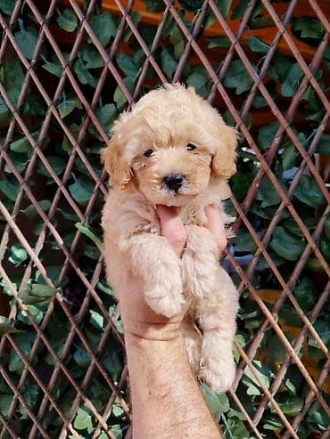 maltezeri cena: Dostupni za preuzimanje MALTIPOO prelepi, razigrani stenci, 4 decaka — 5