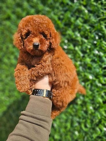 teacup psi cena: U ponudi crvene patuljaste pudle, spremne za preuzimanje. Dostupna oba — 2