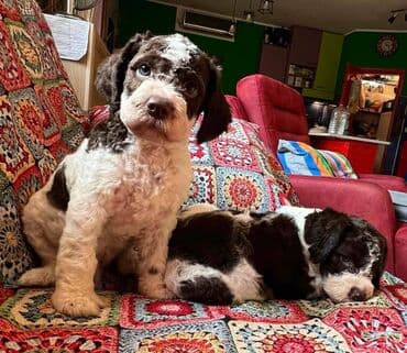 golubovi kupujem prodajem 2 strana: Nasa odgajivacnica lagotto romagnolo pasa A GANG OF LAGOTTA FCI 7244 — 20