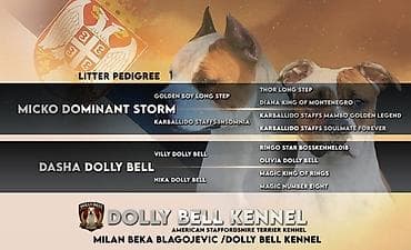 veliki crni psi: Štenci Američkog staforda Na prodaju štenci AMERIČKOG STAFORDA — 3