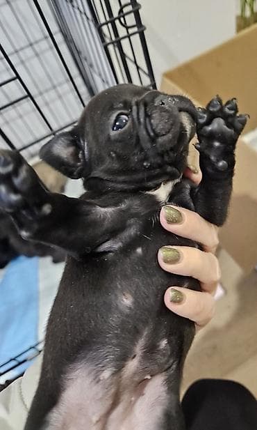 Francuski buldog štenci - Leglo štenaca francuskog buldoga u crnoj i