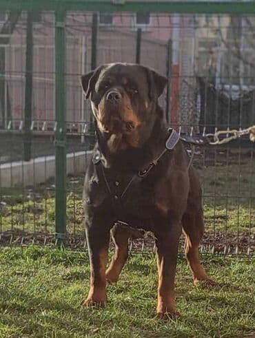 Psi: Rotvajler, vrhunski štenci U ponudi vrhunsko leglo rase Rottweiler — 6
