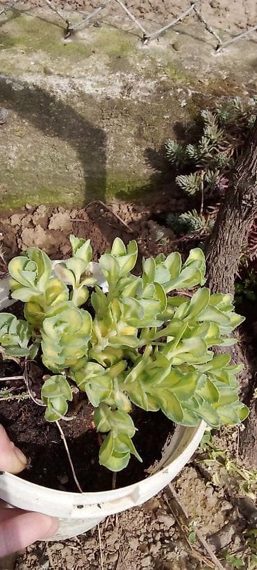 trake za spavanje: Sobne i ukrasne biljke u saksijama – više vrsta - Syngonium — 10