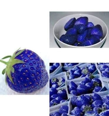 kontejnerske sadnice jagoda prodaja: Seme jagode više vrsta
Cena:650din/200 semenki — 6