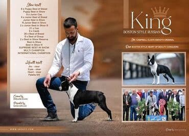 pudlice na prodaju: Boston terrier kennel Srcky's oglasava deo svojih muzjaka za parenje! — 1