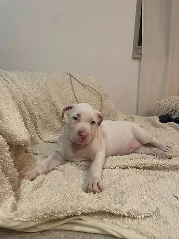 american bully prodaja: American bully štenci – vrhunski kvalitet Na prodaju tri prelepe ženke — 5