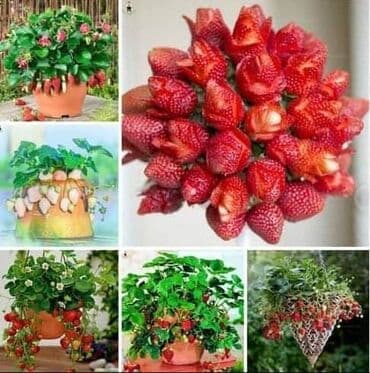 kontejnerske sadnice jagoda prodaja: Seme jagode više vrsta
Cena:650din/200 semenki — 4