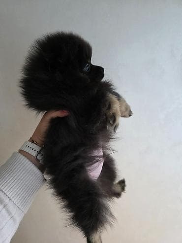 stafordi na poklon: Na prodaju preslatki pomeranci U naš dom su sasvim spontano stigle — 9