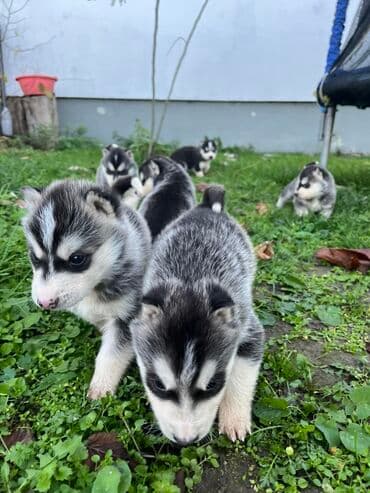 Ostale životinje: Sibirsky haski štenci - Leglo prelepih štenaca sibirskog haskija — 2