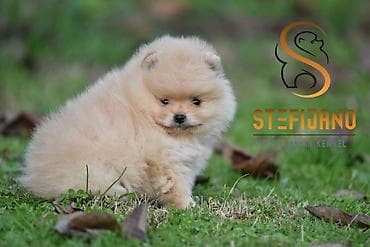 Domaće životinje: Pomeranac Boo.Vrhunski stenci pomeranca,minijaturnog patuljastog — 4