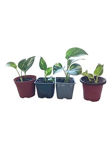 cvece singonijum: Sobne biljke – Epipremnum aureum (potos, scindapsus) u saksijama - — 2