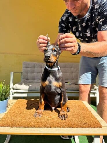 zlatni retriver odgajivacnica srbija: Doberman stenad. Ostenjeni su 28.06.2025. Spremni su za preuzimanje — 9