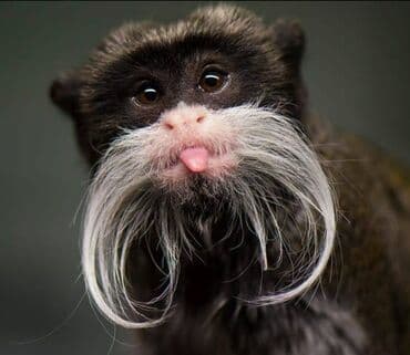 Carska tamarina (Saguinus imperator) – egzotična vrsta malog majmuna