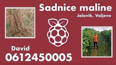 polovni cepač za drva: Sadnice maline – Jalovik, Valjevo - Ponuda: sadnice maline - Lokacija — 1