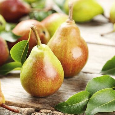 meda krevetac 3 u 1: Sadnice kruške – više sorti na upit Sadnice kruške kifer ili — 2