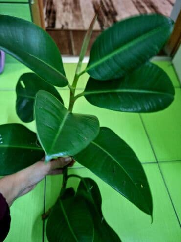 Reznica zelenog fikusa oko 40 cm.Voli leti dosta vode .A zimi umereno na lalafo.rs Reznica zelenog fikusa oko 40 cm.Voli leti dosta vode .A zimi umereno