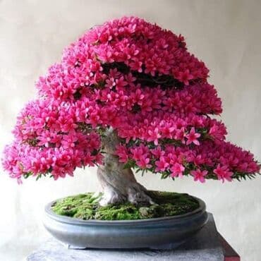 mini motorne testere: Sakura Bonsai mini japanska trešnja seme
Cena: 550din/5 semenki — 10