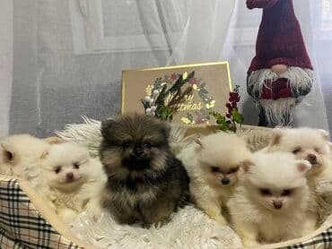čau čau stene: Pomeranski špic, stene, malog rasta, tri mužjaka i 3 ženke traže novi — 1