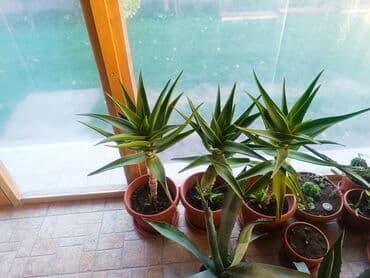 wc solja novi sad: Aloe Vera više vrsta — 1