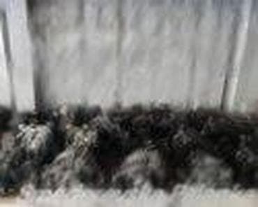 chevrolet spark prodaja: ALTERNATOR 1.4 BENZINAC ZA FORD FIESTA OD 2002. DO 2006. GOD. | FORD — 9