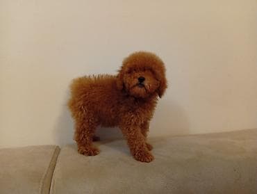 koker pudla: Toy pudla,star 3 meseca primio tri vakcine,odgajana u kućnim — 2