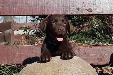 Izuzetna cokoladna štenad Labrador retrivera oštenjena 26. novembra