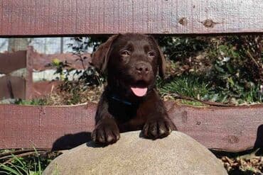 Psi: Izuzetna cokoladna štenad Labrador retrivera oštenjena 26. novembra — 1