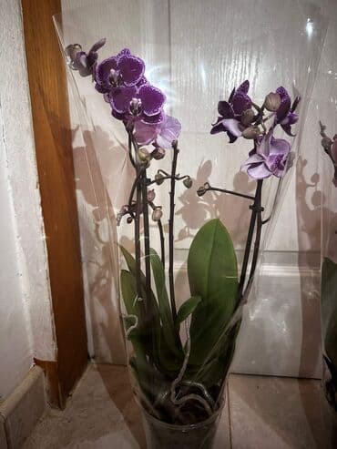 malo ogledalo sa led svetlom: Multiflore. sa 2 grane : predivne — 3
