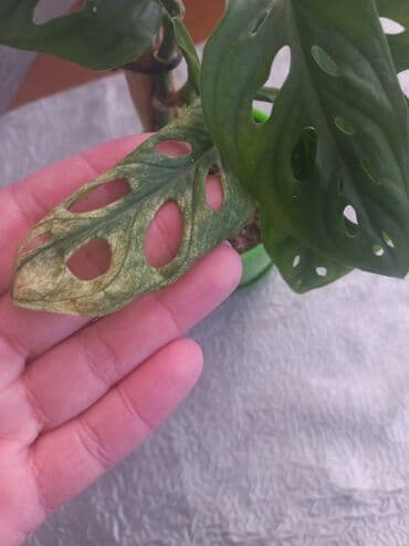 kreveti na izvlačenje za decu: Na prodaju monstera tetrasperma minima variegeta i adansoni mint cena — 7