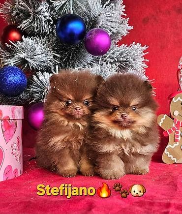 Sweatpants: Pomeranac Boo. NOVO! Ekskluzivni dugo ocekivani stenci pomeranca u — 9