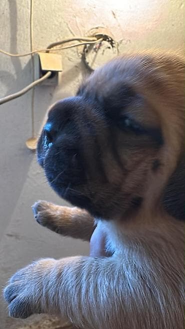 Pets & Animals: Na prodaju prelepi štenci bordoške doge. U ponudi 3 ženke i 2 mužjaka — 2