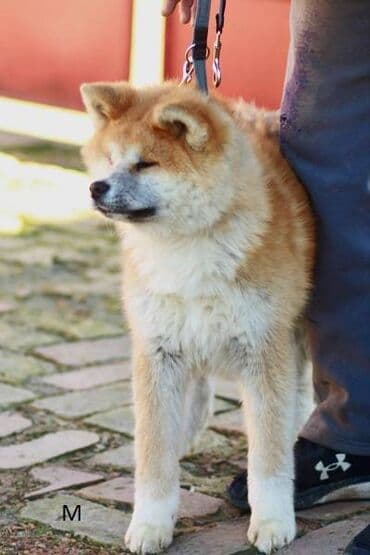 psi pomeranci na poklon: Akita Inu Registrovana odgajivačnica SAIKO NO INU KENNEL prodaje — 2