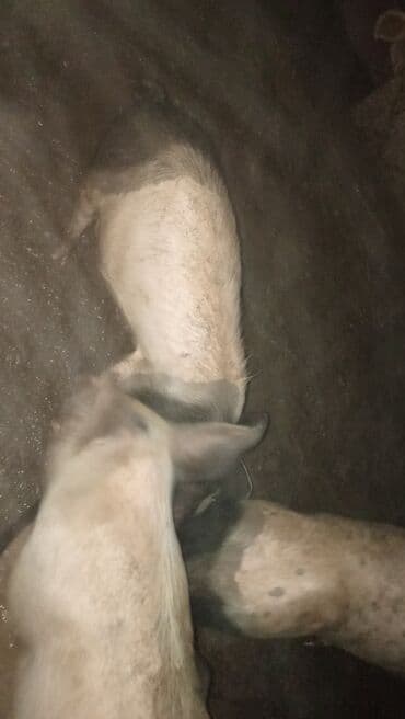 psi na poklon stenci: Na prodaju jedno prase 370 dinara — 5