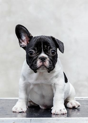 plavi francuski buldog cena: VRHUNSKI FRANCUSKI BULDOZI-Rezervacije u toku.Iz odgajivačnice — 4