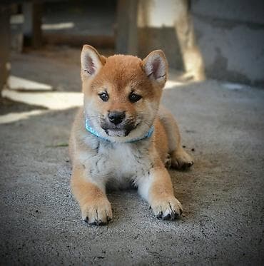 Odgajivačnica 'Kami's little fellows' predstavlja vrhunsko leglo Shiba