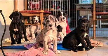 rasni psi na poklon земун, београд: Nemačka doga štenci Štenci nemačke doge vrhunskog porekla sa svim — 3