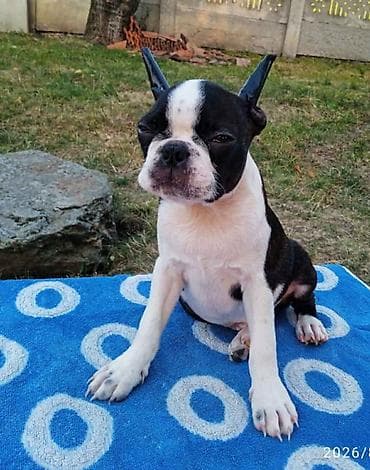 boo dog: U ponudi dva dečaka Boston terijera. Traže novi dom. Veoma povoljno — 4
