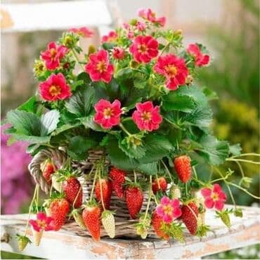 seme jagode cena: Saksijske jagode Cena:650din/200 semenki Ljubitelji jagoda koji nemaju — 7