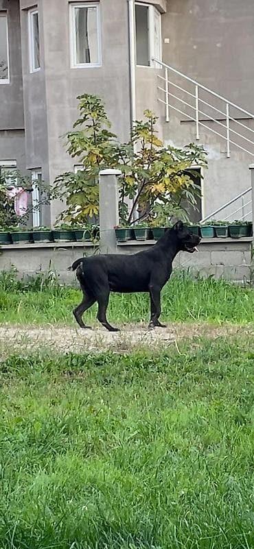pepco zivotinje: Kane korso – ženka - Snažna, atletska građa, široka glava i izražen — 2