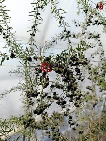 pecka na plin: Sveže ubrane bobice crne goji (Black Goji – Lycium ruthenicum) - — 2