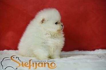 Domaće životinje: Pomeranac Boo.Vrhunski stenci pomeranca,minijaturnog patuljastog — 2