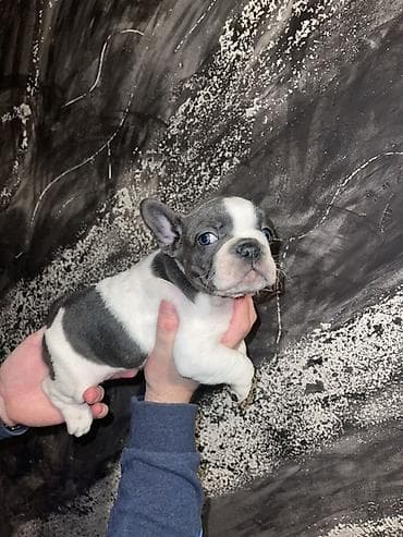 slatki psi: Francuski bulldog štene, jedinstven merle šare. Kompaktno, snažno — 5