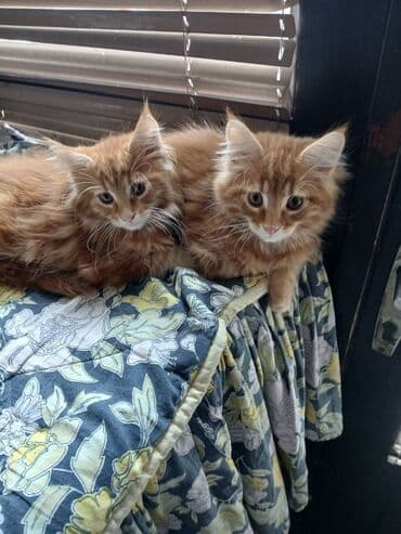 jeftina hrana za pse: Mace dugodlake – leglo prelepih mačića - Tip: kućne mačke dugodlake — 11