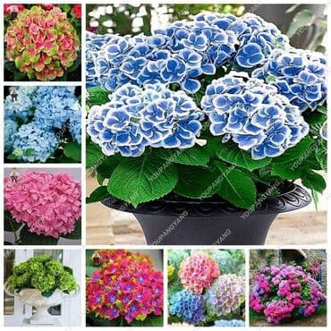 dihondra seme prodaja: Hortenzija seme
Cena:650din/5semenki — 4