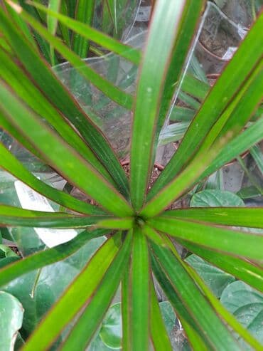 vuneni tepih cena: Filadendron Brasil sa prve i druge slike je 800, Dracena Marginata — 3