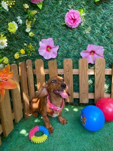 labrador psi: Odgajivacnica pasa "Happy Puppies" iz Novog Sada ima u ponudi stence — 7