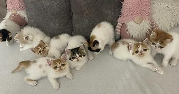 psići na poklon: Na prodaju mačići persijske egzotične (Exotic Shorthair) rase. Vrlo — 1