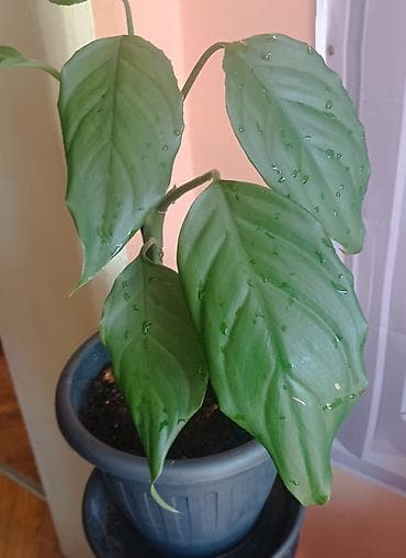sobna vrata jagodina: Sobna biljka – zelena Aglaonema (Chinese Evergreen) u saksiji prečnika — 4