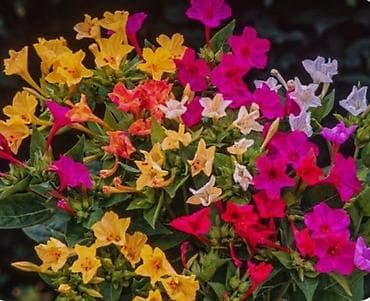 Sadnice ukrasne biljke Mirabilis jalapa (Noćna frajla, „four o’clock“) na lalafo.rs Sadnice ukrasne biljke Mirabilis jalapa (Noćna frajla, „four o’clock“)